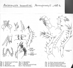 Anisomysis (Paranisomysis) laccadivei