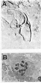 Polystyliphora portistephensii