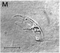 Platyhelminthes (flatworms)