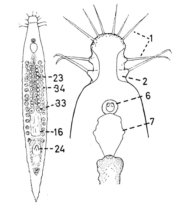 Itaspiella bursituba Itaspiella bursituba