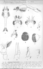 Anisomysis (Pseudanisomysis) bipartoculata