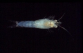 Crustacea (crustaceans)