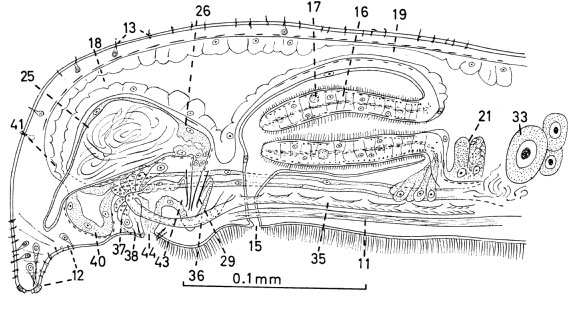 Itaspiella bursituba Itaspiella bursituba