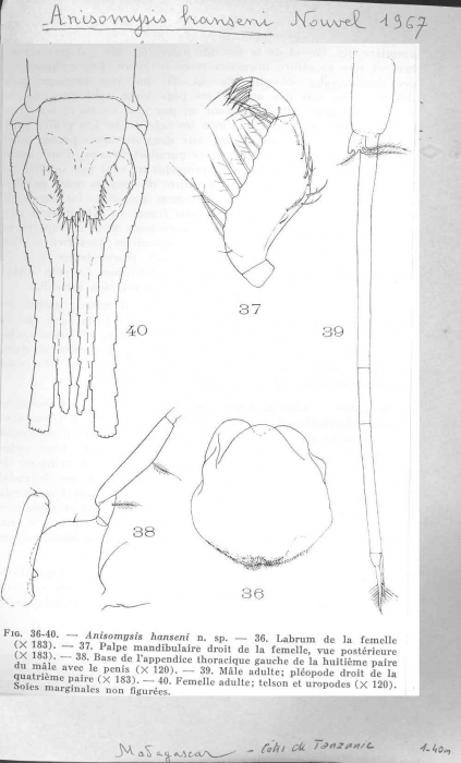 Anisomysis (Anisomysis) hanseni