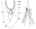 Itaspiella macrostylifera