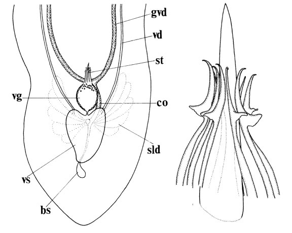 Itaspiella macrostylifera Itaspiella macrostylifera