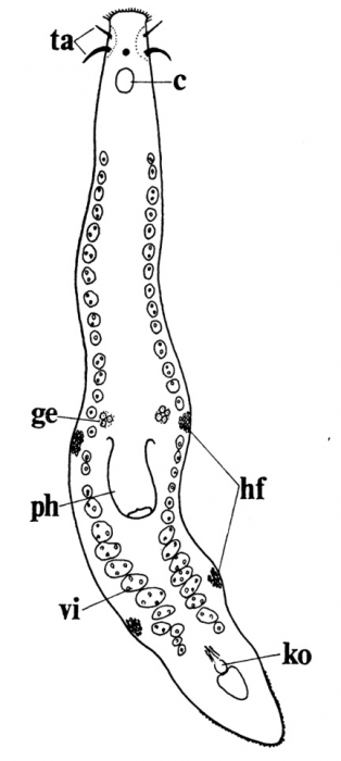 Itaspiella macrostylifera Itaspiella macrostylifera