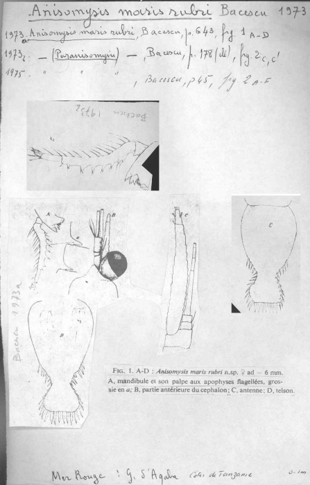 Anisomysis (Paranisomysis) marisrubri