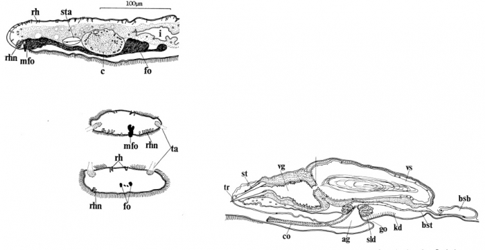 Itaspiella macrostylifera Itaspiella macrostylifera