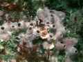 Porifera (sponges)