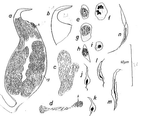 Bermudorhynchus sterreri Bermudorhynchus sterreri