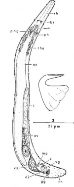 Bermudorhynchus sterreri