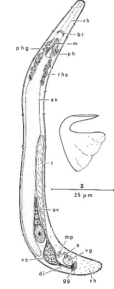 Bermudorhynchus sterreri Bermudorhynchus sterreri