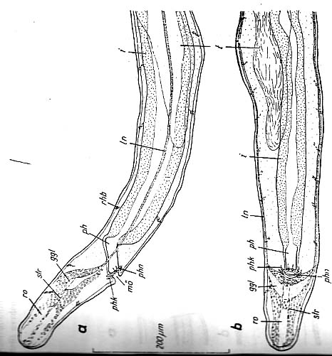 Bermudorhynchus sterreri Bermudorhynchus sterreri