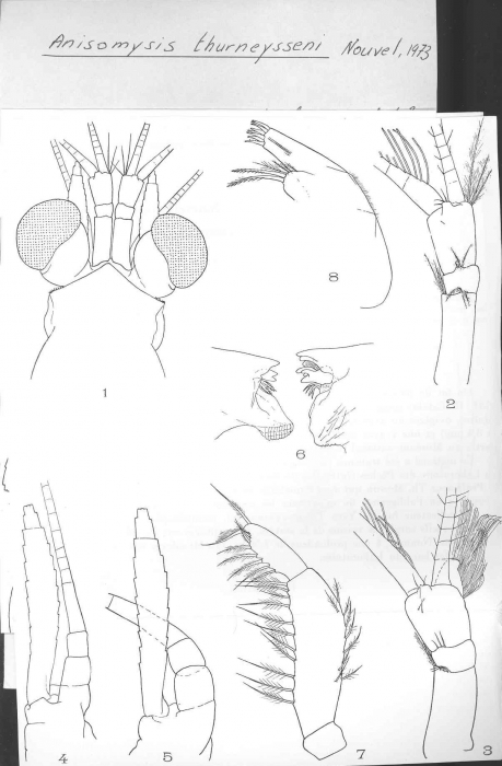 Anisomysis (Anisomysis) thurneysseni