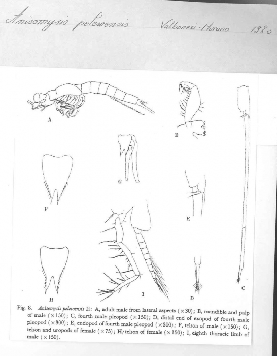 Anisomysis (Anisomysis) pelewensis