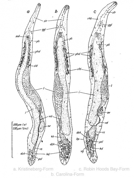 Bermudorhynchus sterreri