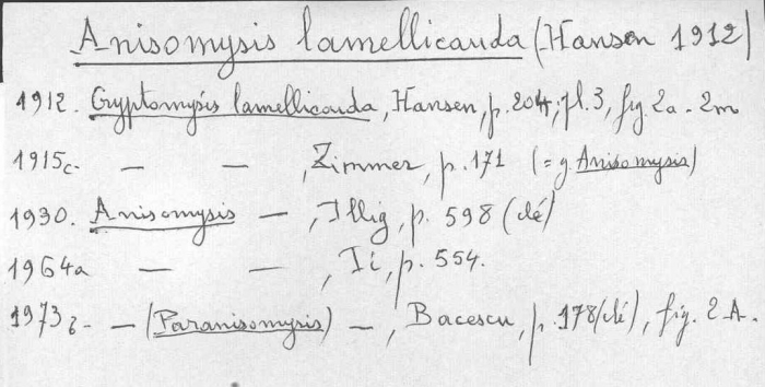 Anisomysis (Paranisomysis) lamellicauda