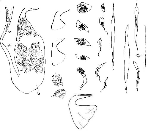 Bermudorhynchus sterreri Bermudorhynchus sterreri