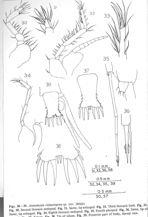 Anisomysis (Anisomysis) robustispina