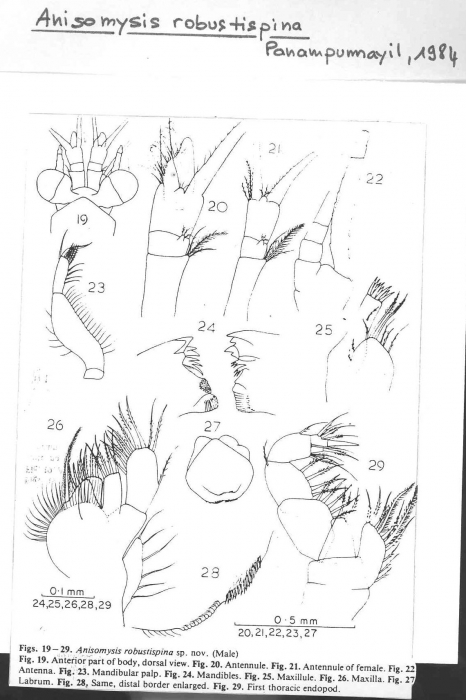 Anisomysis (Anisomysis) robustispina