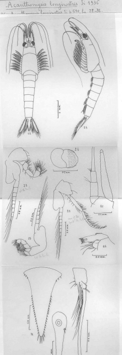 Acanthomysis longirostris