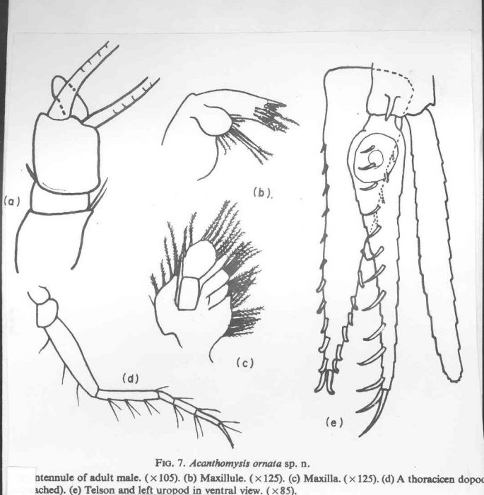 Acanthomysis ornata