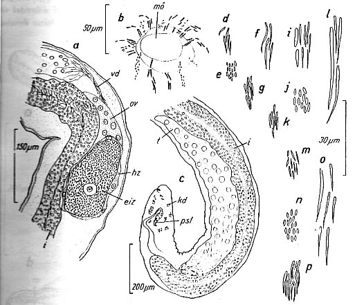 Bermudorhynchus sterreri Bermudorhynchus sterreri