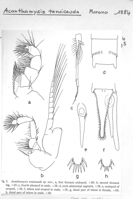 Acanthomysis tenuicauda