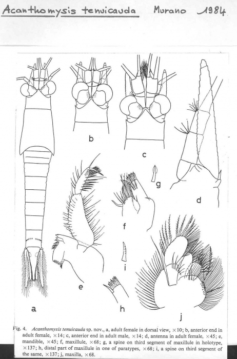 Acanthomysis tenuicauda