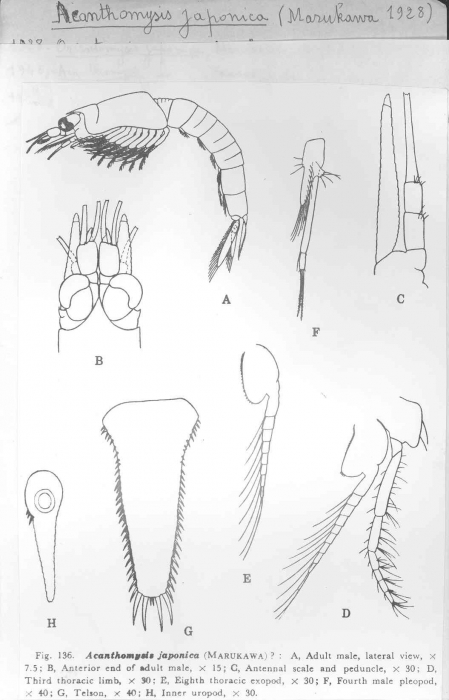 Acanthomysis japonica