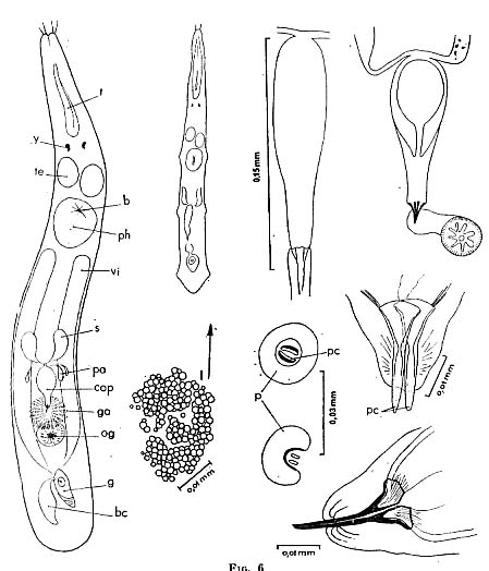 Phonorhynchus helgolandicus Phonorhynchus helgolandicus