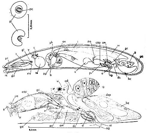 Phonorhynchus helgolandicus Phonorhynchus helgolandicus