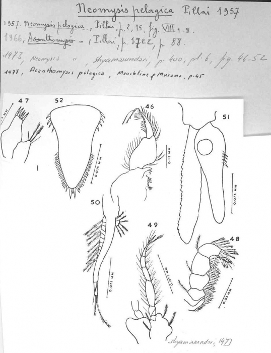 Acanthomysis pelagica