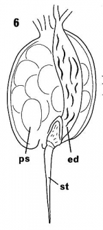 Placorhynchus doei