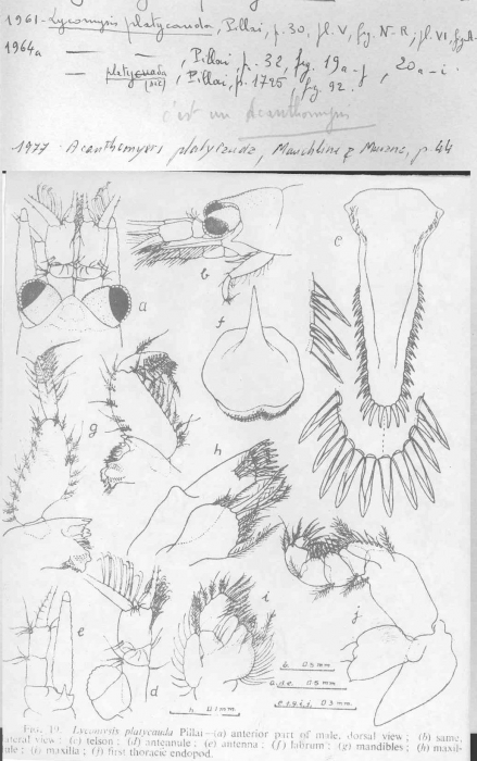 Acanthomysis platycauda