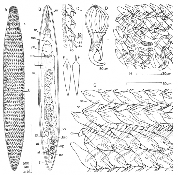 Florianella bipolaris