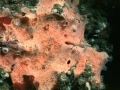 Porifera (sponges)