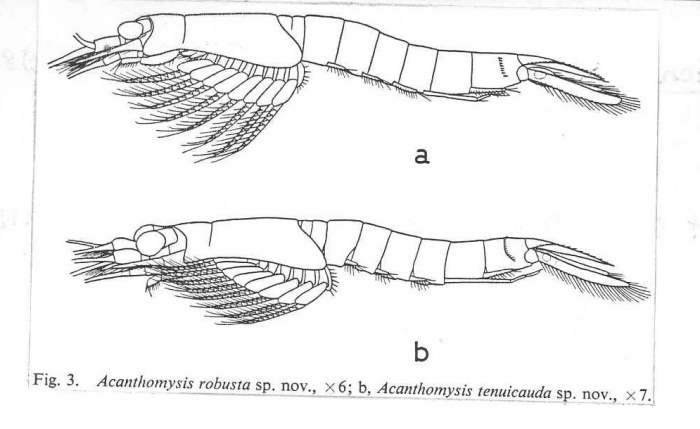 Acanthomysis robusta