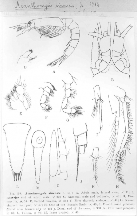 Acanthomysis sinensis