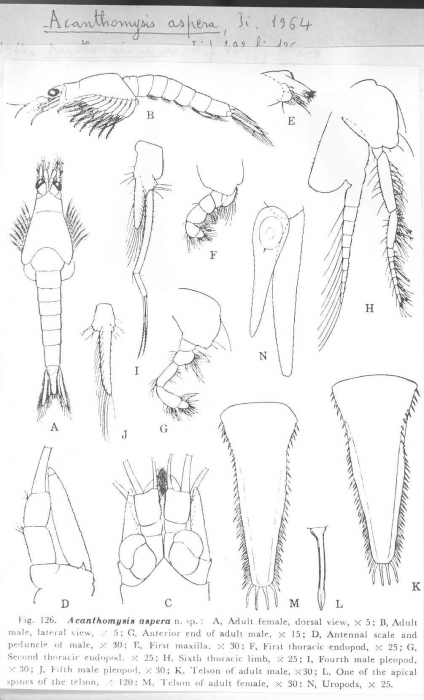 Acanthomysis aspera