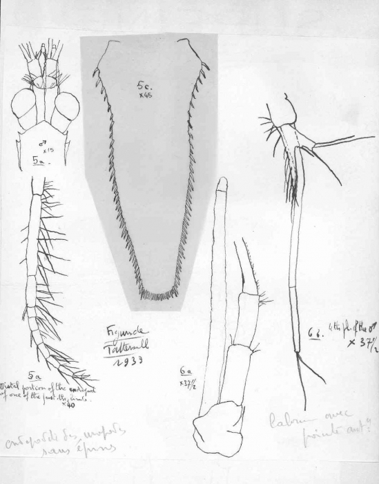 Acanthomysis borealis