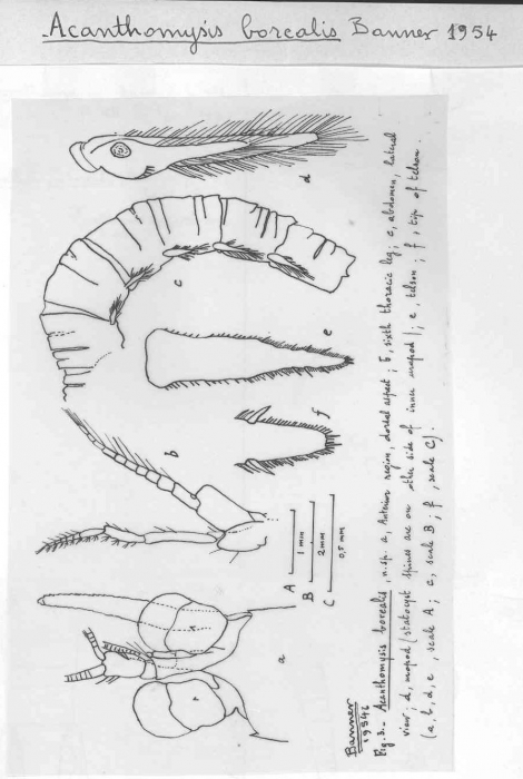 Acanthomysis borealis