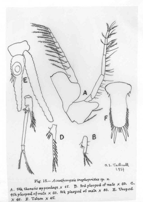 Acanthomysis trophopristes