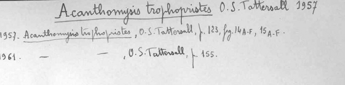 Acanthomysis trophopristes