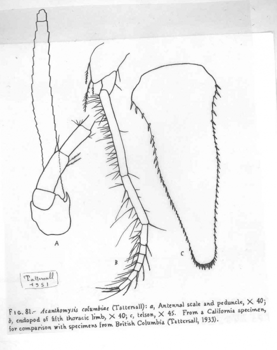 Acanthomysis columbiae