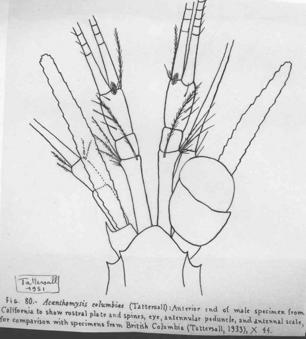 Acanthomysis columbiae