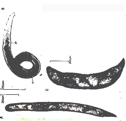 Florianella bipolaris Florianella bipolaris