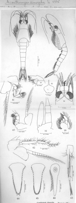 Acanthomysis dimorpha