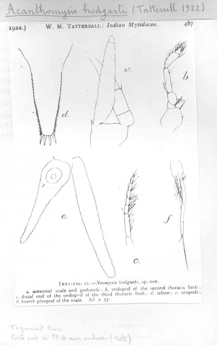 Acanthomysis hodgarti